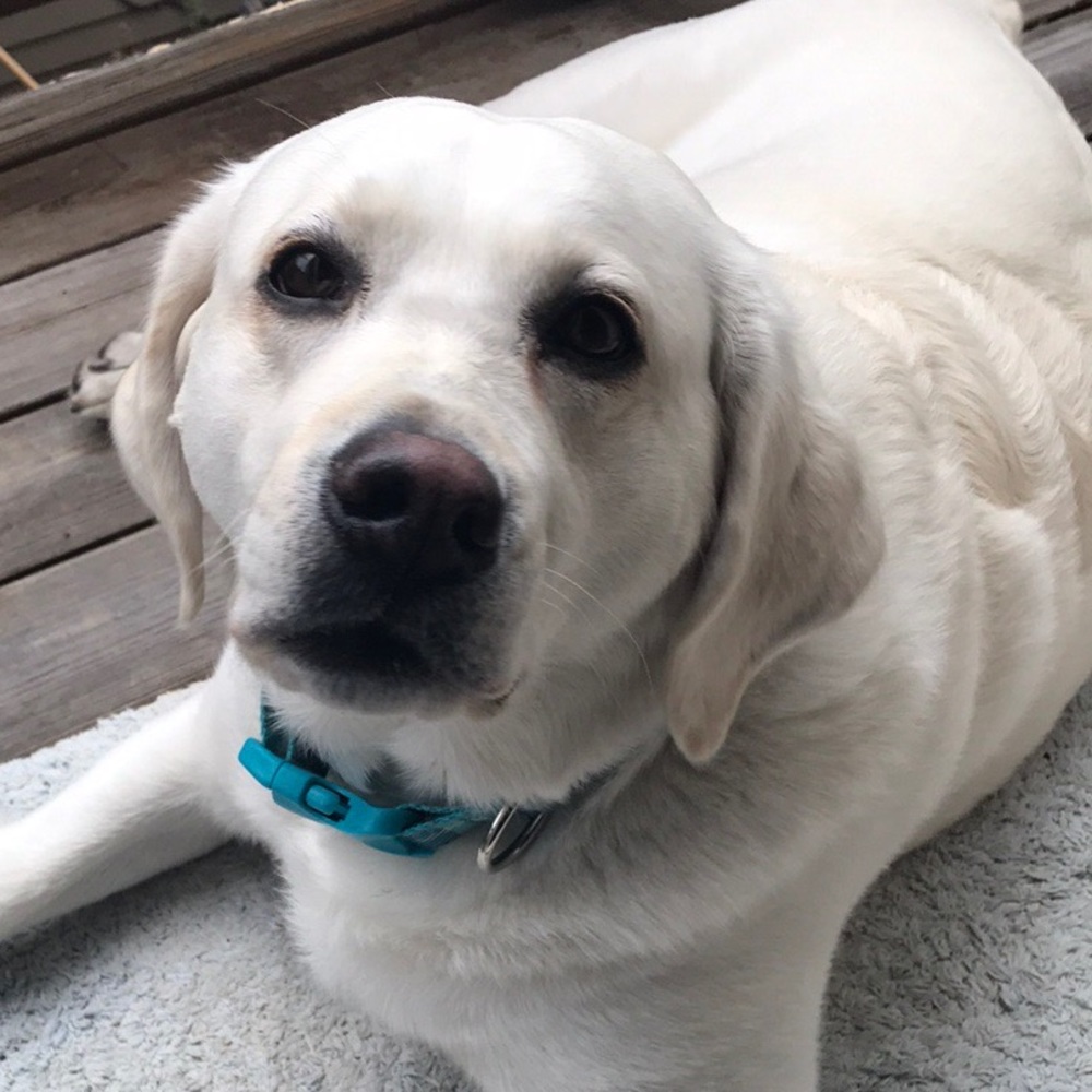 Meet your Posher, Paula